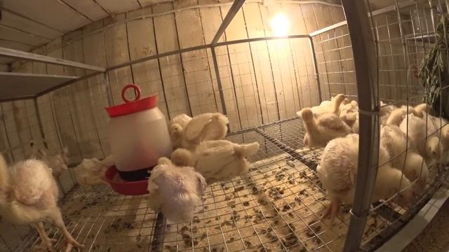 Как вырастить Цыплят бройлеров РОСС 308 ( 20 СУТОК) Новый вывод Кобб 500 смотреть онлайн