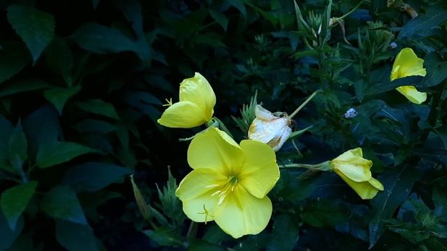 Энотера распускается на глазах!/Ослинник/Ночная свеча/Вечерняя примула/Oenothera/Oenothera speciosa смотреть онлайн