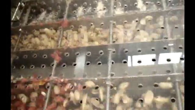 Линия для бланширования арахиса (часть 2 ) / blanching line Подробнее http://arahis.com.ru/ смотреть онлайн