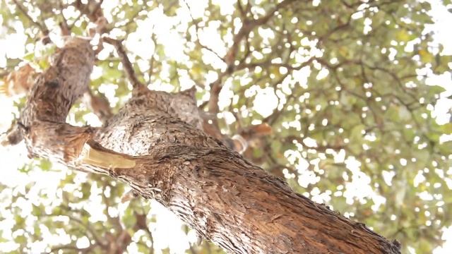 Mabon Guided Meditation for Gratitude | How to Celebrate the Fall Equinox | Autumnal Witch Practice смотреть онлайн