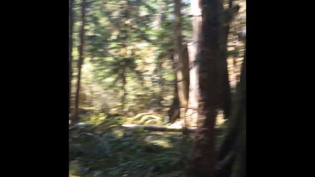 Olympic National park in Washington. Part 1| Хайкинг в Вашингтоне|. Куда поехать в выходной день? смотреть онлайн