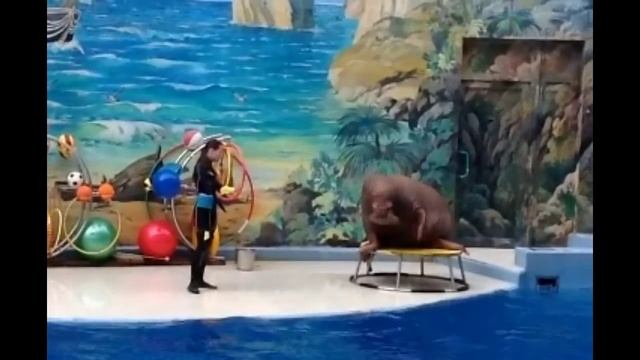 Как узнать на кого ты похож? смотреть онлайн