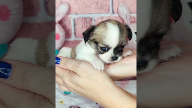 Estelle Mariposa ❤️ в день своей Миникосточки, сегодня нам 1 месяц 🎉🎉🎉🥰🥰🥰 смотреть онлайн