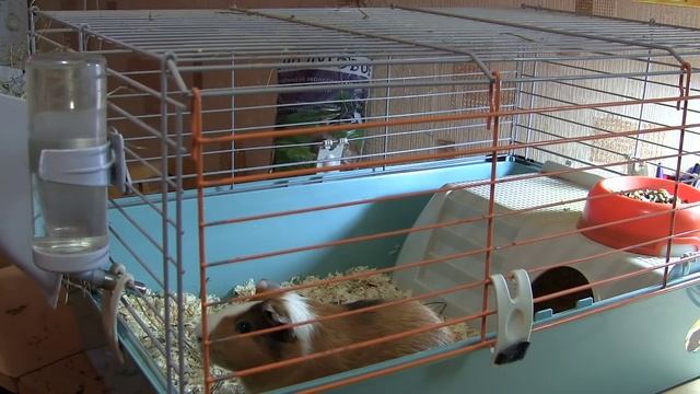 Жизнь и приключения морских свинок. Меняем подстилку. Питание и корм морских свинок. смотреть онлайн