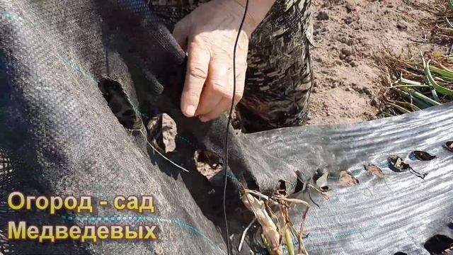 Убираю репчатый лук и сравниваю результаты озимой и весенней посадки смотреть онлайн