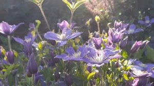 Начинают цветение клематисы. Обзор сада.