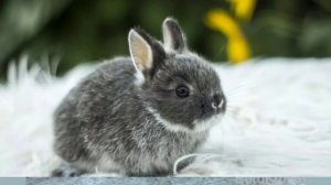 Разновидности декоративных карликовых кроликов/Породы кроликов