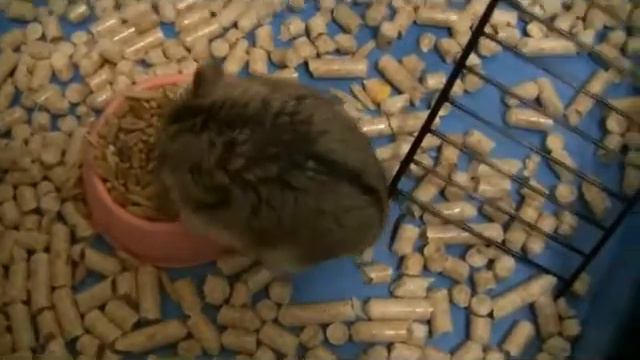 Мои домашние животные! смотреть онлайн