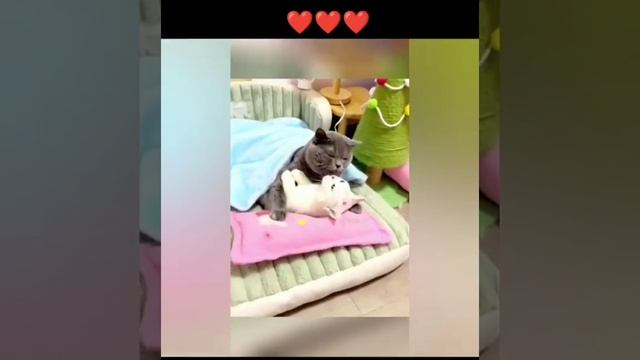 кошки.mp4 смотреть онлайн