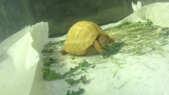 Albino Leopard Tortoise смотреть онлайн