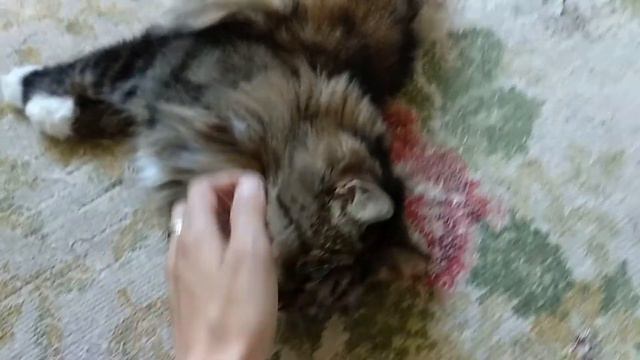 Кот в гамаке. Эта кошка всегда под ногами. Еда для кошек. смотреть онлайн