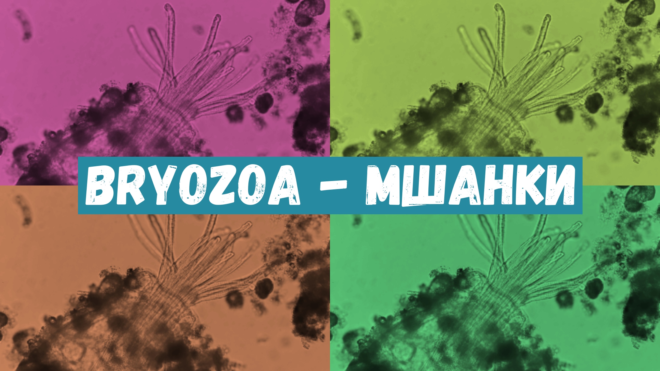 Удивительные животные - мшанки смотреть онлайн