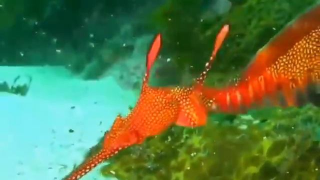 Морской дракон обыкновенный смотреть онлайн