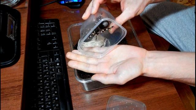 Общения с паучком и немного теории Acanthoscurria geniculata L10 смотреть онлайн