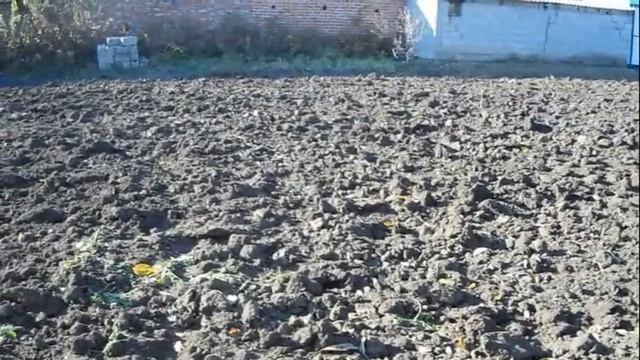 Посадка озимого чеснока,лука . Посадка лука-чеснока "Рокомболь" смотреть онлайн