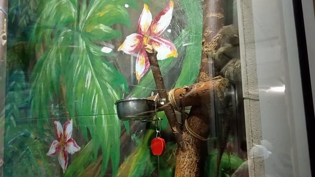 Зоопарк - г. Ярославль, обезьяны, птицы, медведь смотреть онлайн