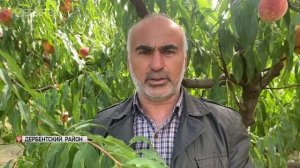 В Южном Дагестане собирают урожай фруктов