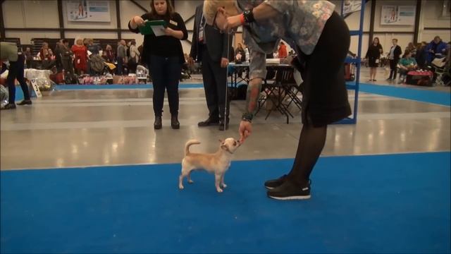 15.12.2018 моно СПбГКСС Г/Ш смотреть онлайн