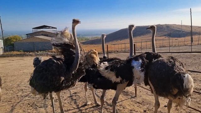 SIZ BILGA VA BILMAGA UY SHAROITIDA TUYAQUSH BOQISH