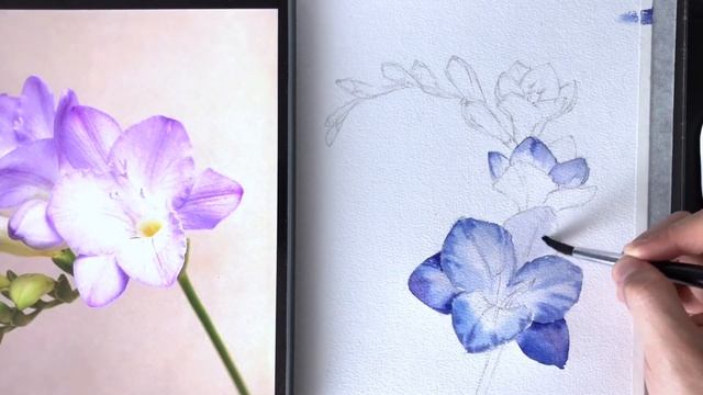 Рисуем цветы акварелью. Фрезия смотреть онлайн