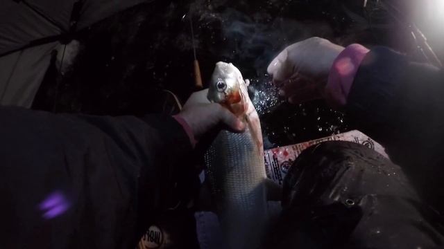 Супер удача ловля крупного сига. смотреть онлайн