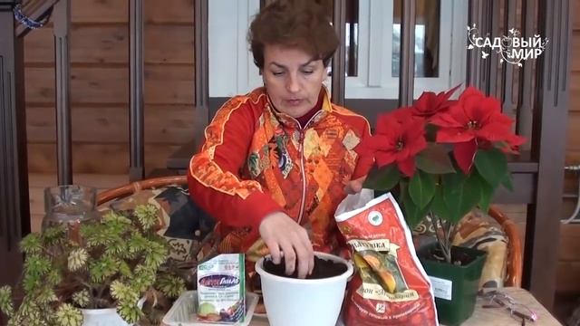 Выгонка луковиц к 8 Марта. Сайт "Садовый мир" смотреть онлайн