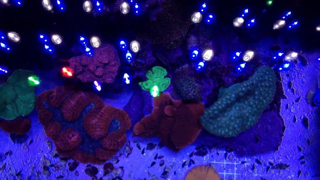 210g Full spectrum led reef. 5/8/12 смотреть онлайн