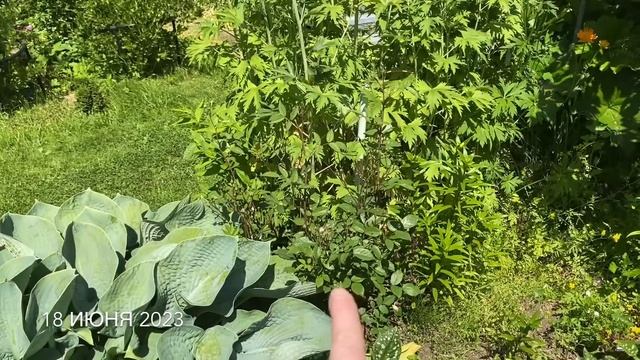 Наконец то я на даче / Сама себе завидую / Всё надоело 16-18 июня 2023 г. смотреть онлайн