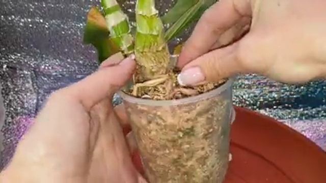 Цветение Clowesia Rebecca Northen 'Grapefruit Pink' X Catasetum Semicirculatum 'The Best One'