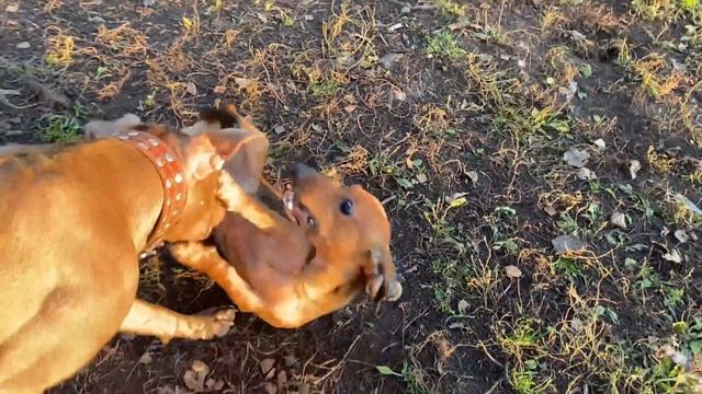 СОБАКА ТАКСА ЗАВАЛИЛА ПИТБУЛЯ!?♂️ смотреть онлайн