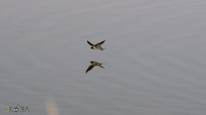 Стремительный полет ласточек над водой