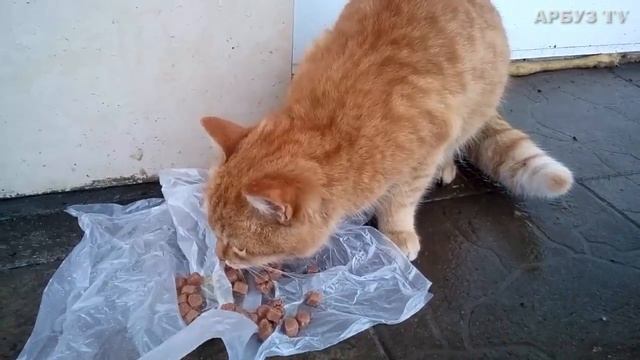 Кормление кошек на улице. Рыжый кот смотреть онлайн