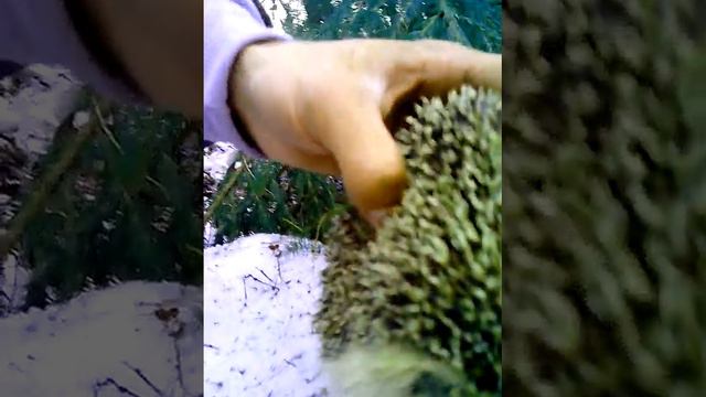 Встреча в лесу смотреть онлайн
