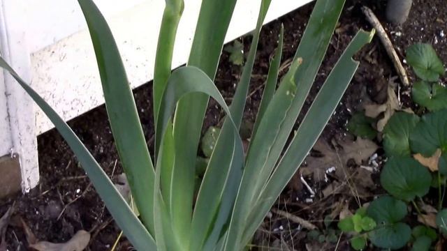 Iris blooming in November in Zone 6. смотреть онлайн