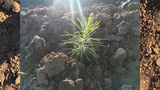 Шиес. 09.06.21г. Рекультивация. смотреть онлайн