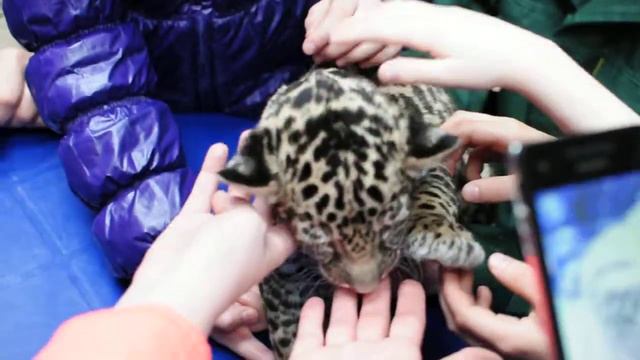 Самарский зоопарк Ягуар смотреть онлайн
