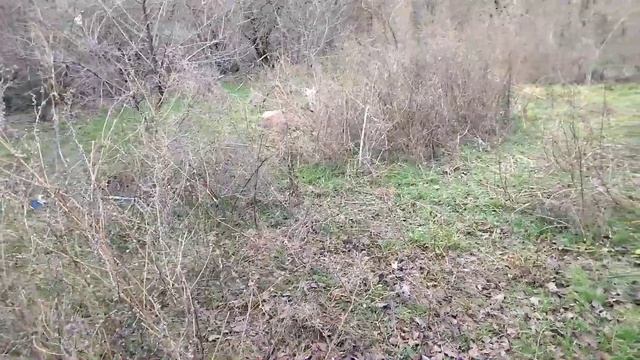 Козы. Сколько стоит вырастить дойную козу? смотреть онлайн