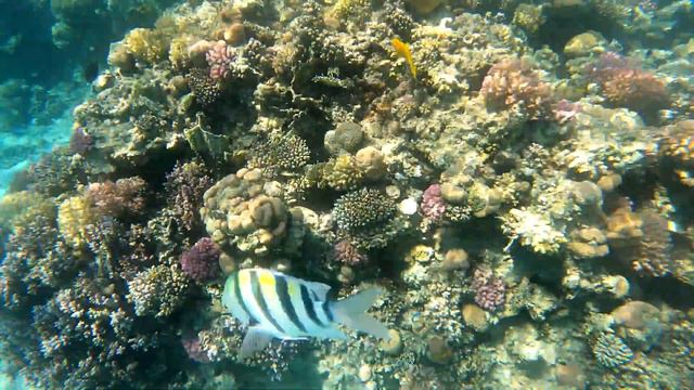 CORAL REEF PRIMA LIFE HOTEL - EGYPT THE BEST SNORKELING! смотреть онлайн