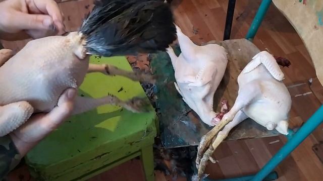 КОШКАМ МЯСО, А НАМ ТЫКВУ НА ДЕССЕРТ. смотреть онлайн