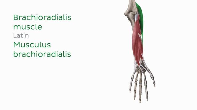 FULL VIDEO: Main muscles of the upper limb - Human Anatomy | Kenhub смотреть онлайн