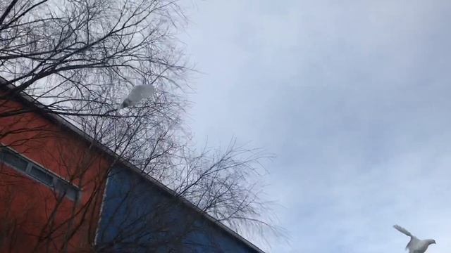 Селекционные Бойные голуби #голуби #тбилиси #moscow #russia #georgia #მტრედ #бойныеголуби смотреть онлайн