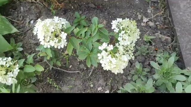 ?Метельчатые гортензии 20.07.2021г. с названием сортов.Малышки, но цветут!!! ? смотреть онлайн