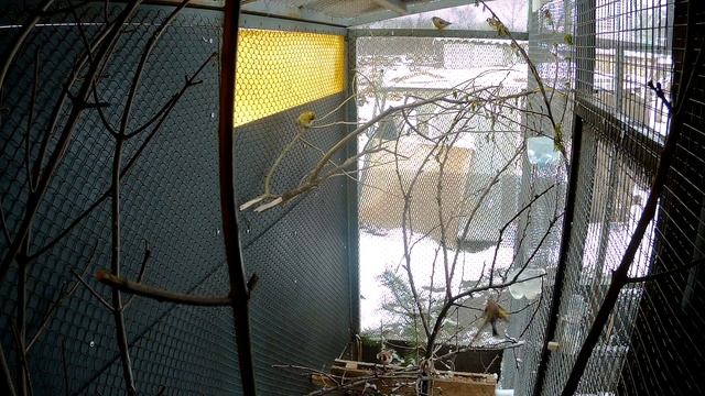 ВОЛЬЕР ДЛЯ ПТИЦ СВОИМИ РУКАМИ ЧАСТЬ 2 смотреть онлайн