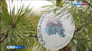 В костромском Парке Победы появилась крымская сосна