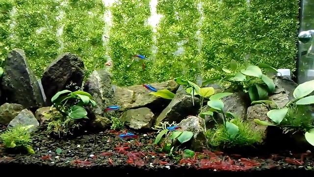 Креветка Вишня - содержание.Aquarium shrimp смотреть онлайн
