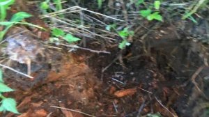 Шурф фундамента! Крутые находки!