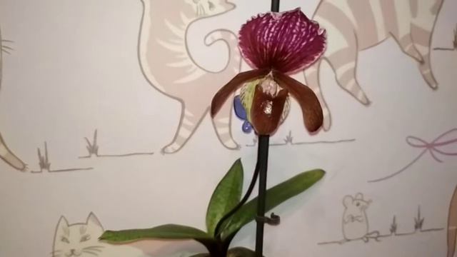 Paph.28(Maudiae Vinicolor Hyb.-dark)×Paph.charlesworthii