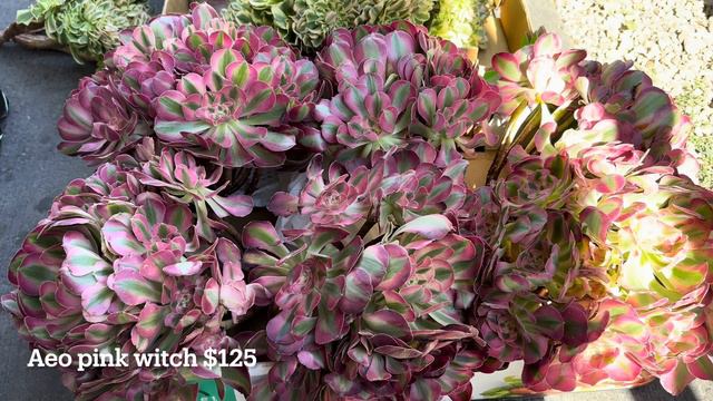 9/12/23 Unbox: Aeonium Pink Witch, Black Swans, Golden Emerald Crest, Monkey Tail Thornless 🌵❤️
