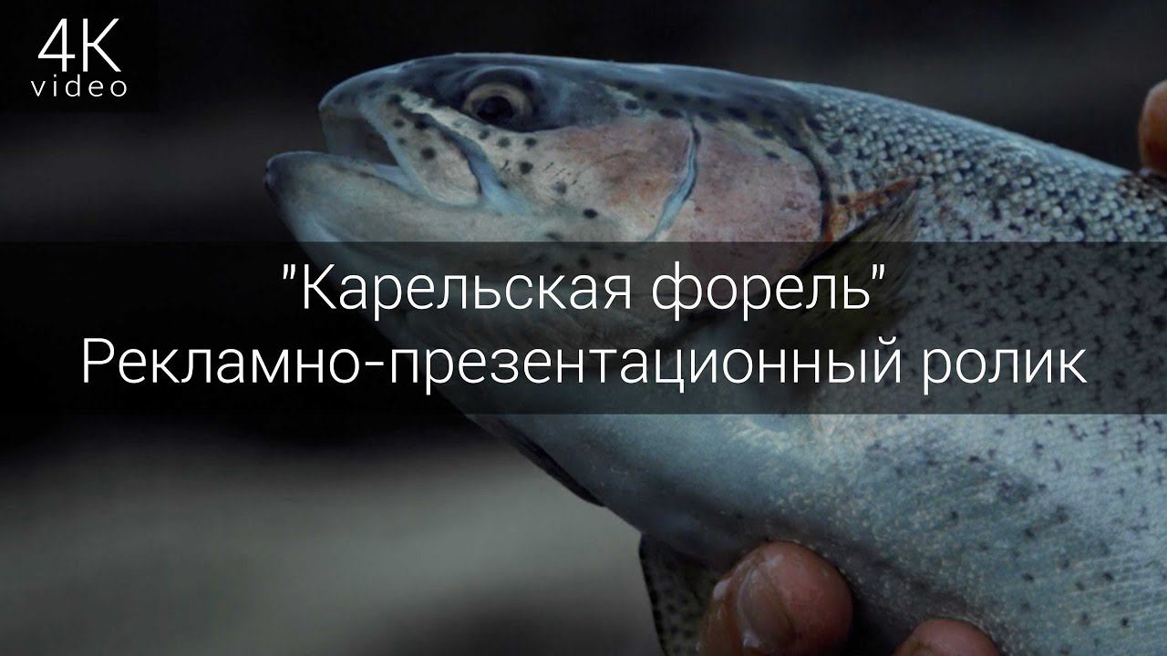 Рекламно-презентационный ролик для компании "Карельская форель" смотреть онлайн