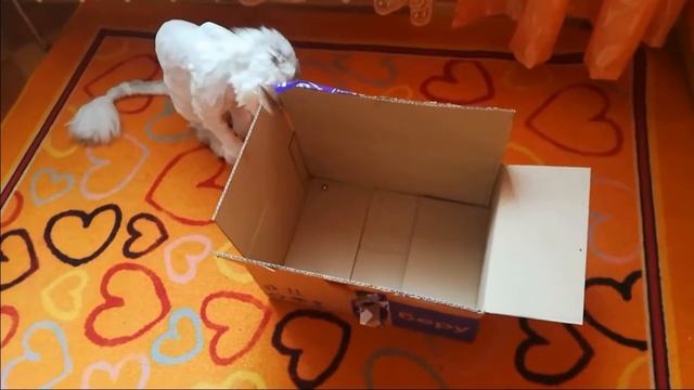 Коты умнее собак | Cats are smarter than dogs смотреть онлайн